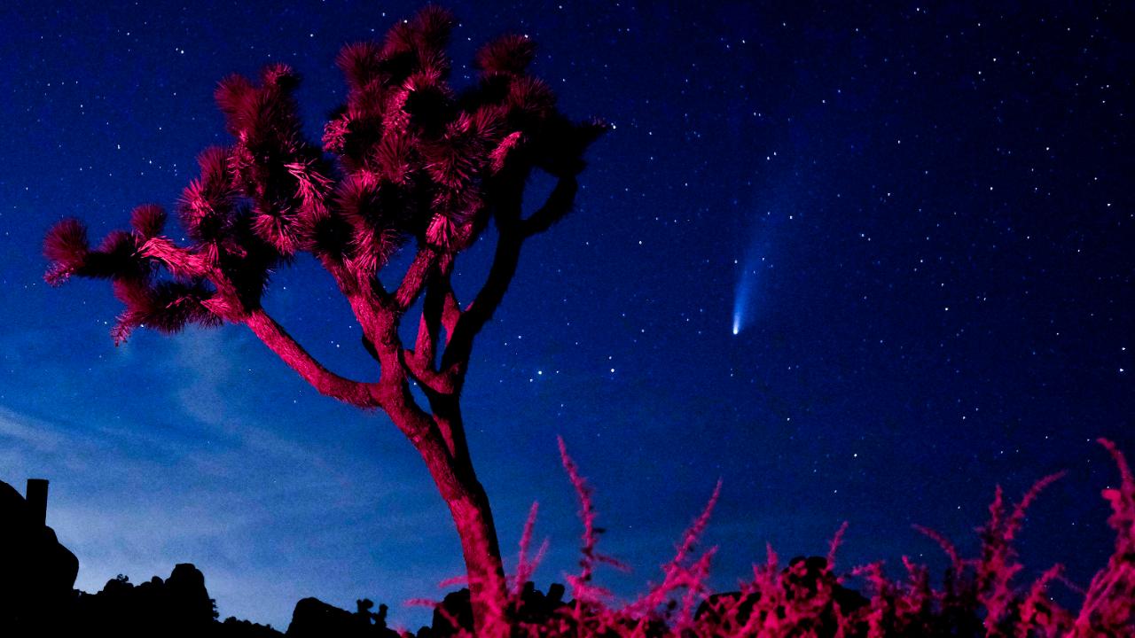 Der Komet Neowise über dem dem Joshua-Tree-Nationalpark in Kalifornien (USA)