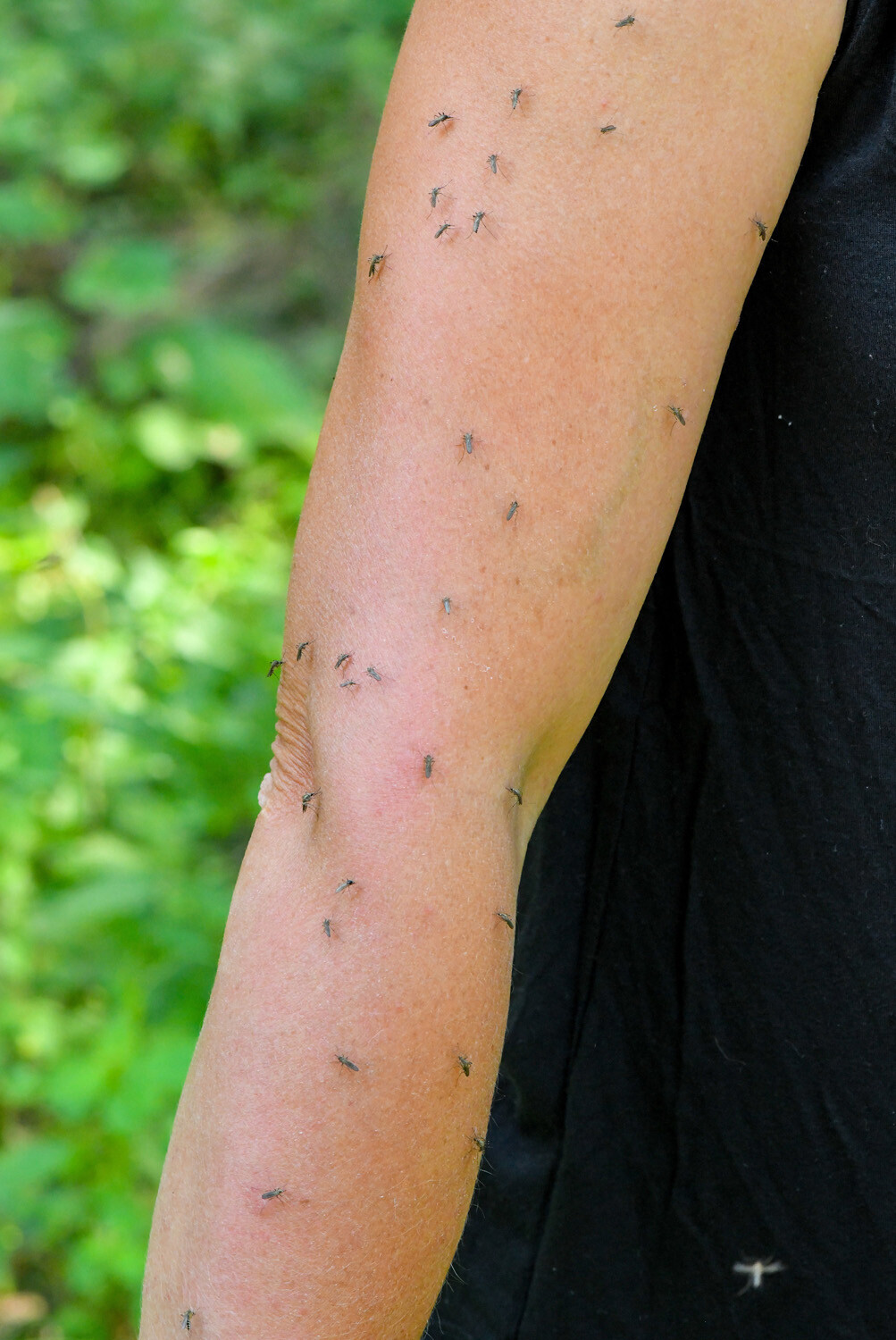 68 Mückenstiche in 23 Sekunden.  Die Blutegel am Arm der Biologin Doreen Werner: 