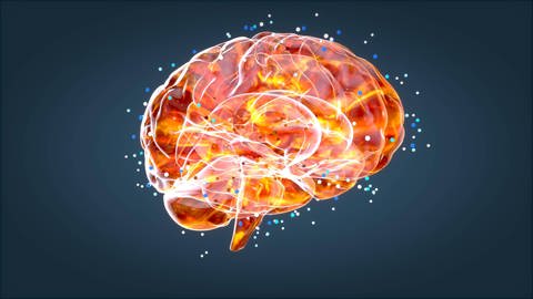Neuronale Fitness - Wie lernt das Gehirn?