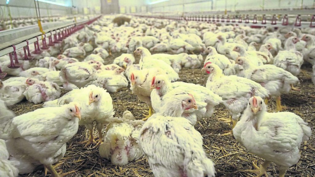 Aldi / Lidl: Studie schockiert!  Resistente Keime in jedem anderen Huhn