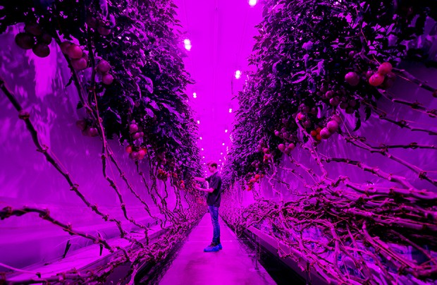 Ein Mitarbeiter arbeitet am 29. Juli 2020 in der PlantLab-Produktionshalle in Amsterdam, Niederlande. - Das Unternehmen baut Pflanzen in High-Tech-Anbaugebieten an, die kein Tageslicht mehr benötigen und angebaut werden können geschichtet