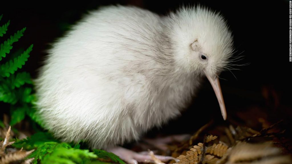 Maukura, der einzige weiße Kiwi-Vogel, der jemals in Gefangenschaft geboren wurde, stirbt in Neuseeland
