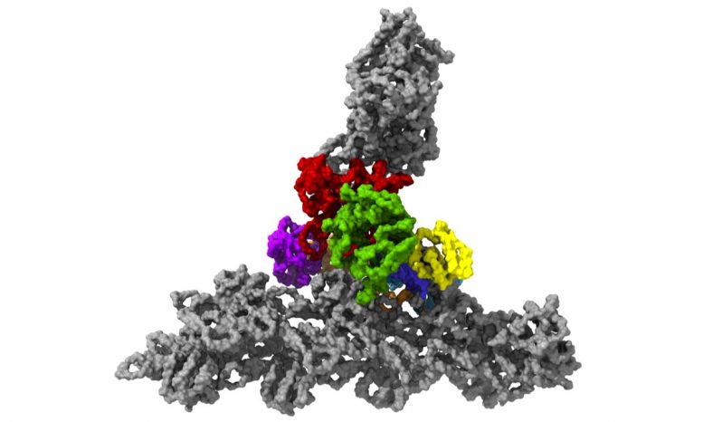 Arp2 / 3-Proteinkomplex