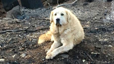 Wochen nach den Bränden in Kalifornien werden eine Frau und ihre treuen Hunde in ihrem Haus wieder vereint