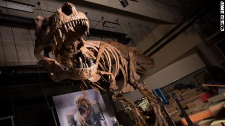 Treffen Sie & # 39;  Scotty, & # 39;  Der größte Tyrannosaurus Rex, der jemals entdeckt wurde