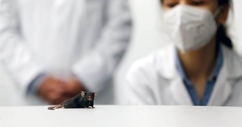 Deutsche Wissenschaftler lassen gelähmte Mäuse wieder laufen