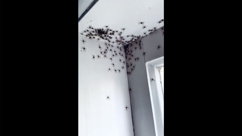 Hunderte von hochgradig Kannibalen-Spinnen dringen in Teenager-Schlafzimmer in Australien ein