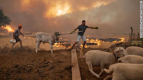 Ein Mann hält sein Vieh am 2. August in Mugla, Distrikt Marmaris, von einem fortschreitenden Feuer fern, während die Europäische Union Hilfe in die Türkei schickt und Freiwillige sich den Feuerwehrleuten in den Tagen der heftigen Brände anschließen.