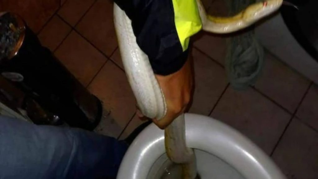 Österreicher hört selbst Toilettenspülung, findet darin eine zwei Meter lange Schlange