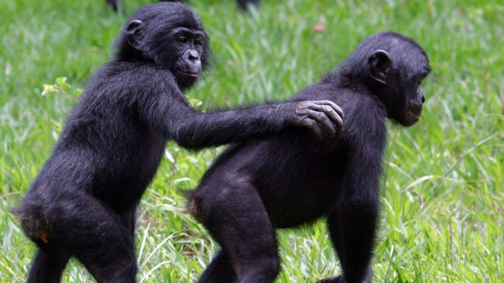 Die Bonobos scheinen sich gegenseitig "Hallo" und "Auf Wiedersehen" zu sagen