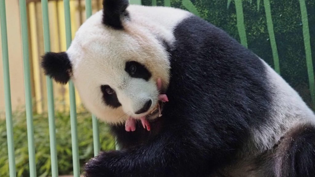 Großer Panda im französischen Zoo bringt ein Fernglas zur Welt