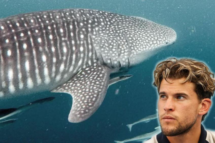 US Open champ Thiem stands by creatures "from Avatar", the whale sharks
