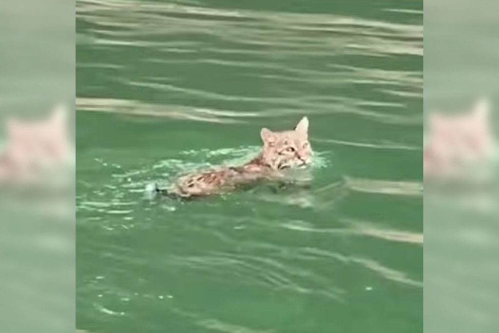 Bobcat Spotted Dog Paddeln in Kentucky Lake Cumberland [VIDEO]