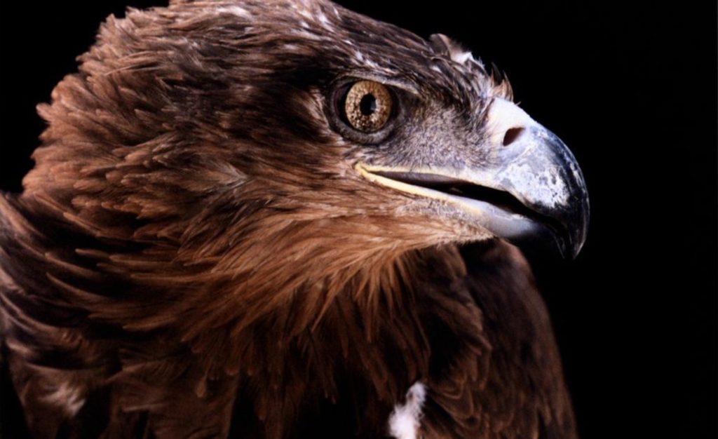 Wissenschaftler entdecken unglaublichen 25 Millionen Jahre alten Adler