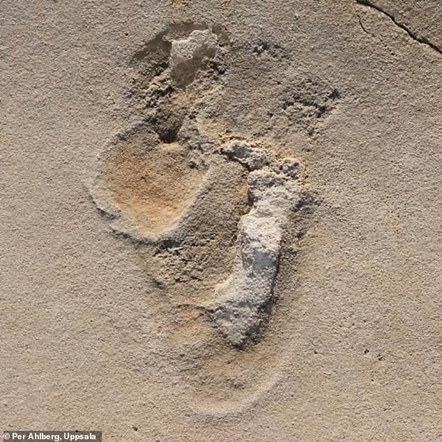 Einer der etwa 50 Fußabdrücke von Trachilos.  Die Fußabdrücke wurden in einer Art Sedimentgestein gefunden, das sich bildete, als das Mittelmeer kurzzeitig austrocknete