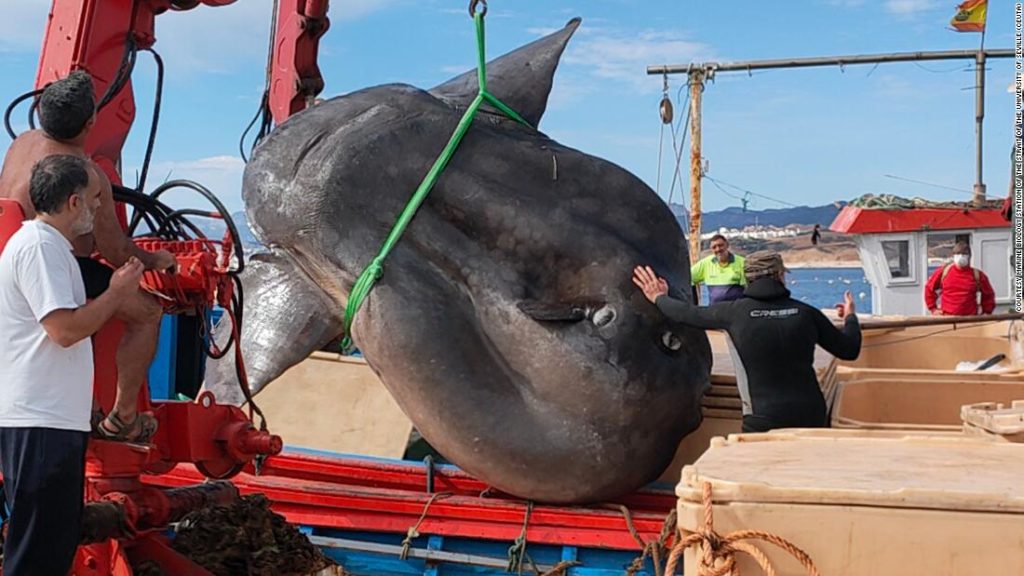 4.000 Pfund schwerer Mondfisch aus einem Fischernetz vor der spanischen Küste von Ceuta gerettet