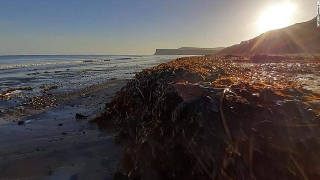 Tausende von Lebewesen aus dem Toten Meer werden an britischen Stränden angespült