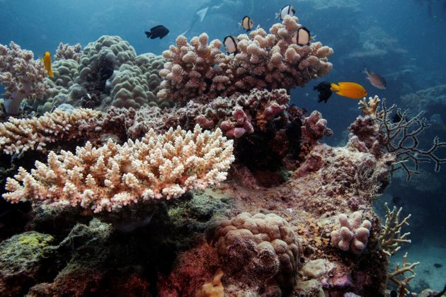 Rifffische schwimmen über sich erholenden Korallenkolonien am Great Barrier Reef vor Cairns, Australien, ...