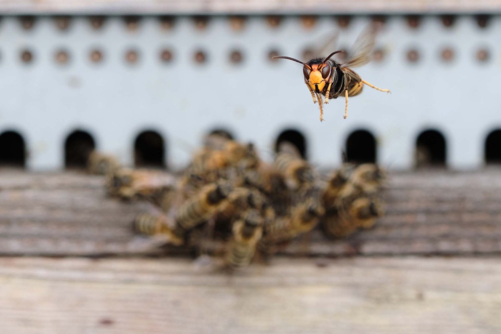 Eine Mordhornisse greift einen Bienenstock voller Bienen an.