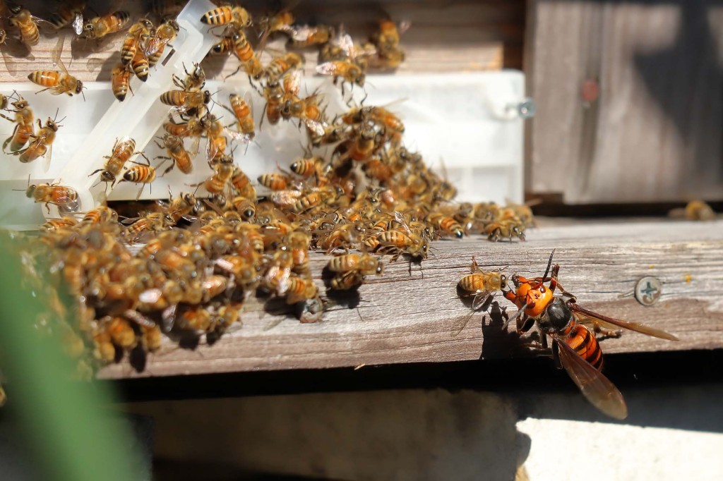 Bienen "schreien", wenn sie von tödlichen Hornissen getötet werden, Studienergebnisse