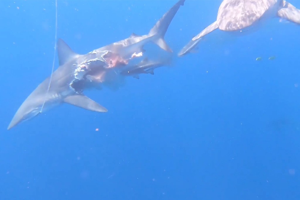 Das fehlende Stück wurde laut dem Wissenschaftler in einem Akt von Hai-gegen-Hai-Kannibalismus gegessen.