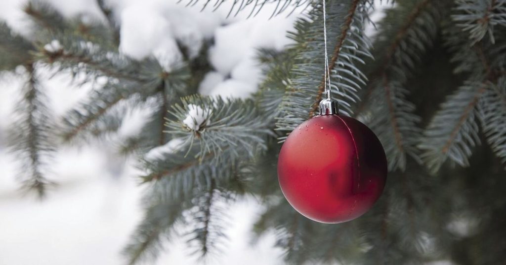 Baum für die Saison: Holen Sie sich an diesen Standorten die beste Wahl für Weihnachtsbäume  Entertainment