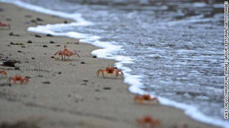 Rote Krabben oder Geisterkrabben auf der Isla De La Plata, einer kleinen Insel vor Manabí, Ecuador. 