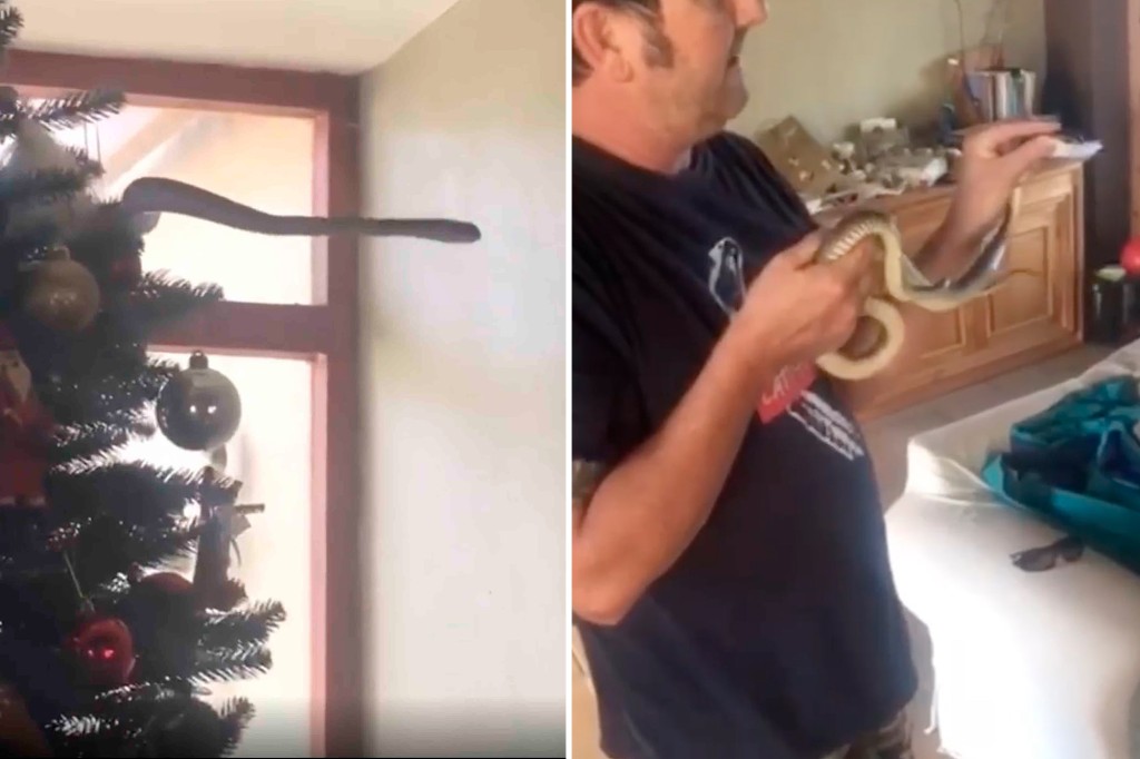 Familie entdeckt tödliche Schlange im Weihnachtsbaum