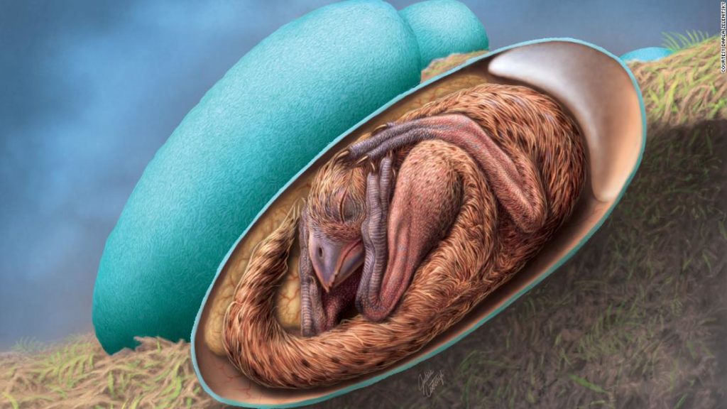 Perfekt erhaltener Dinosaurierembryo in seinem Ei in China gefunden