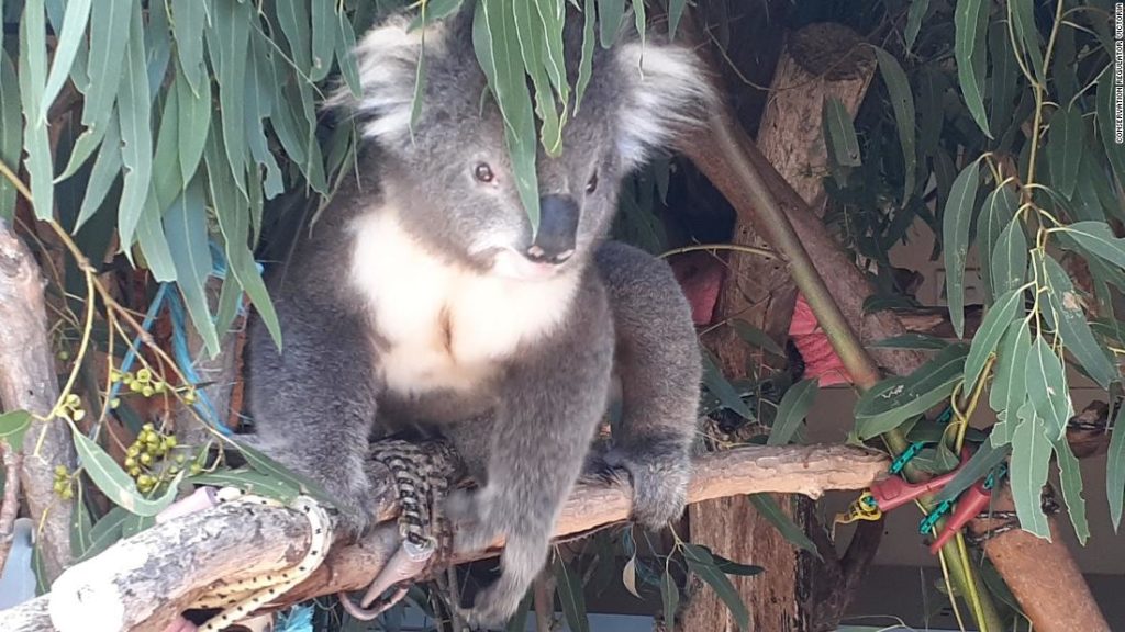Angebliches „Koala-Massaker“ führt zu Hunderten von Anklagen wegen Tierquälerei