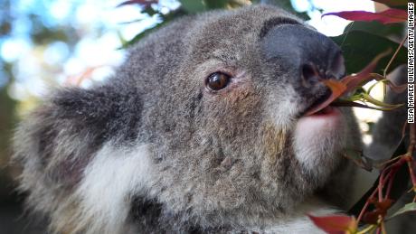 Koalas sterben an Chlamydien, der Klimawandel macht die Sache noch schlimmer