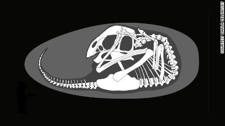 Die Position des Dinosaurierbabys im Ei war der von modernen Vögeln ähnlich. 