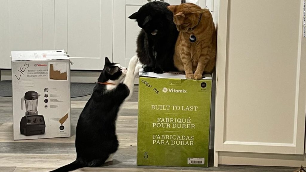 Cats George, Max and Lando Calrissian really love this box.