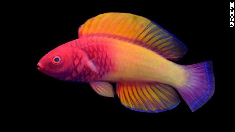 Neu entdeckte regenbogenfarbene Fische leben in der 