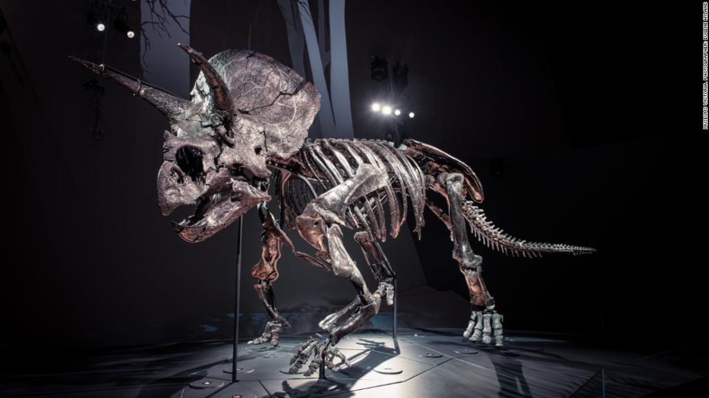 Horridus der Triceratops ist eines der vollständigsten Dinosaurierskelette der Erde