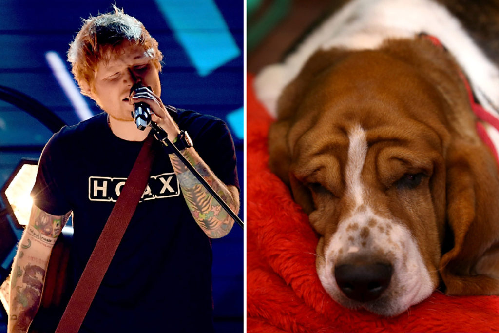 Die Musik von Ed Sheeran könnte Ihren Hund einschläfern