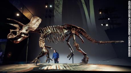 Erich Fitzgerald half bei der Organisation von „Horridus the Triceratops“;  Ausstellung im Melbourne Museum.