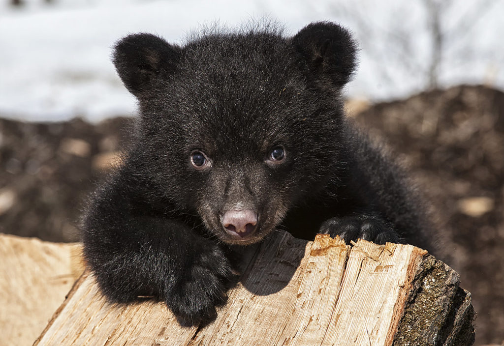 Massachusetts Black Bears in Netflix-Serie