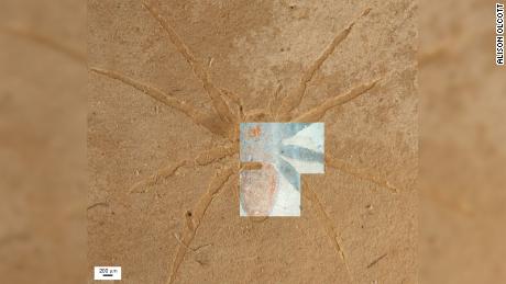 Versteinerte Spinnen sind selten, aber die Bedingungen in dieser Felsformation in Frankreich waren perfekt
