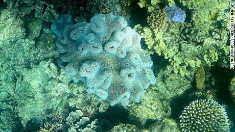 Dieses am 7. März aufgenommene Foto zeigt den aktuellen Zustand der Korallen am Great Barrier Reef vor dem australischen Bundesstaat Queensland.  