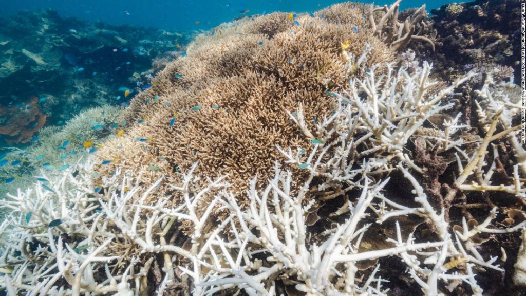 Great Barrier Reef: 91 % der untersuchten Riffe erlebten im Jahr 2022 eine Korallenbleiche