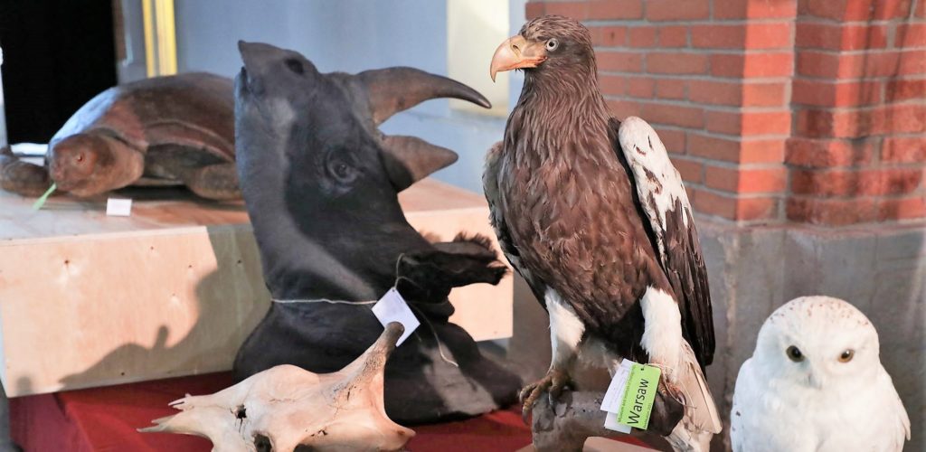 Österreichisches Museum gibt Tierexemplare zurück, die während des Zweiten Weltkriegs aus Warschau gestohlen wurden