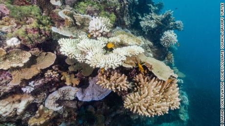 Das Great Barrier Reef erlebt ein sechstes Massenbleichereignis.  Deshalb sind Wissenschaftler besorgt