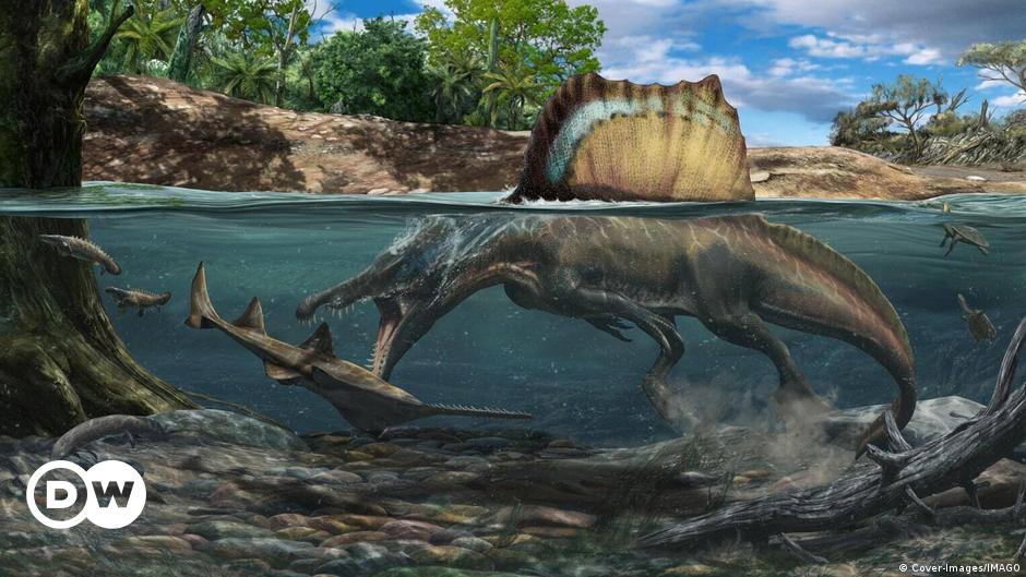 Seltene Fossilien von Spinosaurus-Dinosauriern, die auf der Isle of Wight gefunden wurden |  Wissenschaft |  Ausführliche Wissenschafts- und Technologieberichterstattung |  DW