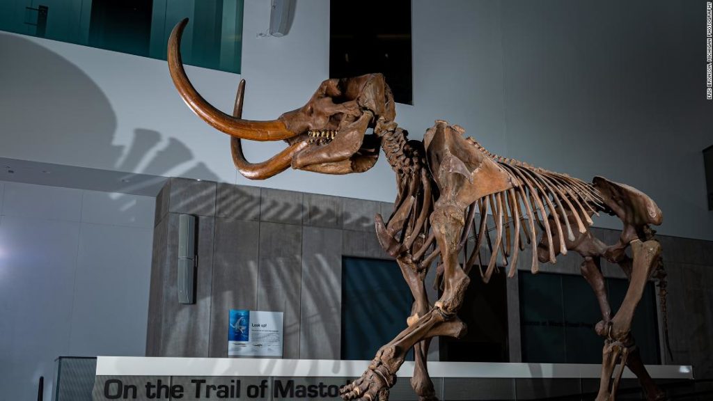 Mastodon Tusk enthüllt nordamerikanische Migrationsmuster