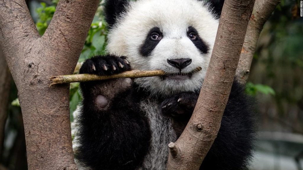 Pandas entwickelten ihr rätselhaftestes Merkmal vor mindestens 6 Millionen Jahren