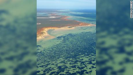 Ein Luftbild der Shark Bay, einschließlich der Seegraswiesen, die als dunkle Punkte im Wasser erscheinen.