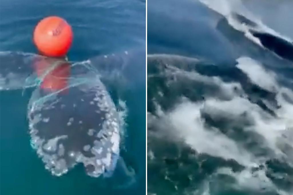 Ein gefangener Wal findet nach einer spektakulären Rettung seine Freiheit wieder