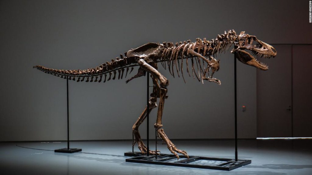 Dieses riesige Gorgosaurus-Fossil wird öffentlich versteigert