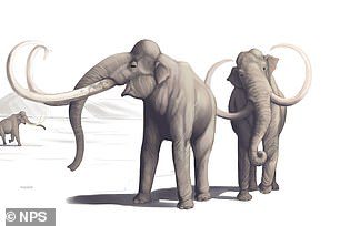 Abgebildet ist eine Illustration, wie das erwachsene Mammut aussah